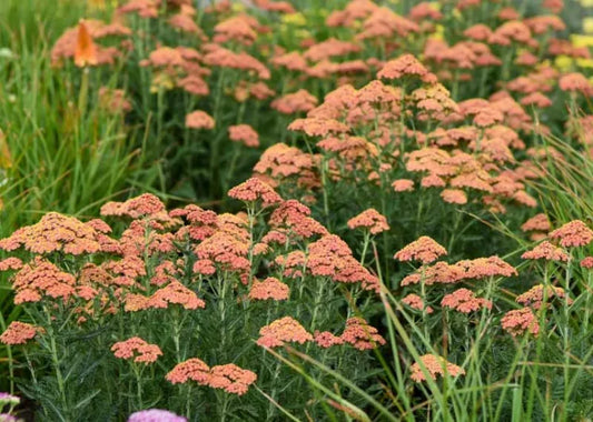 Achillea 'Firefly Peach Sky'