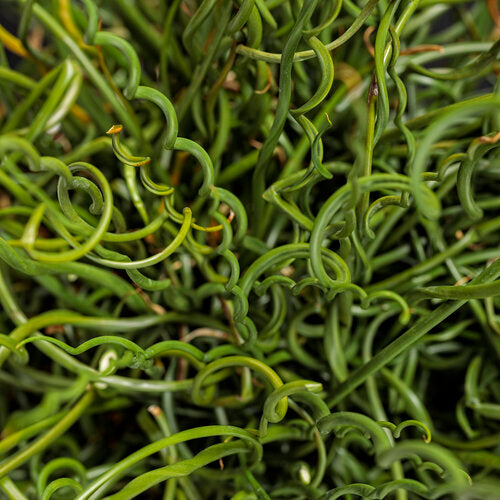 Rush, Corkscrew Curl 'Spiralis' (Juncus)