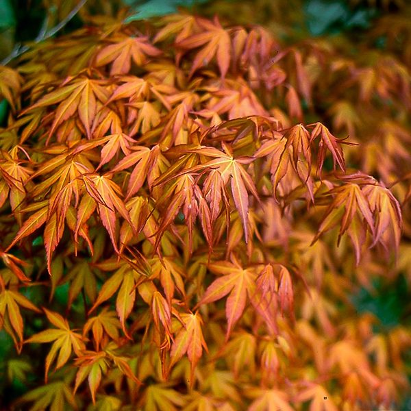 Acer palmatum 'Katsura'