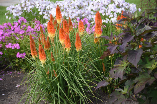 Kniphofia 'Backdraft'