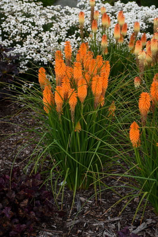 Kniphofia 'Orange Blaze'