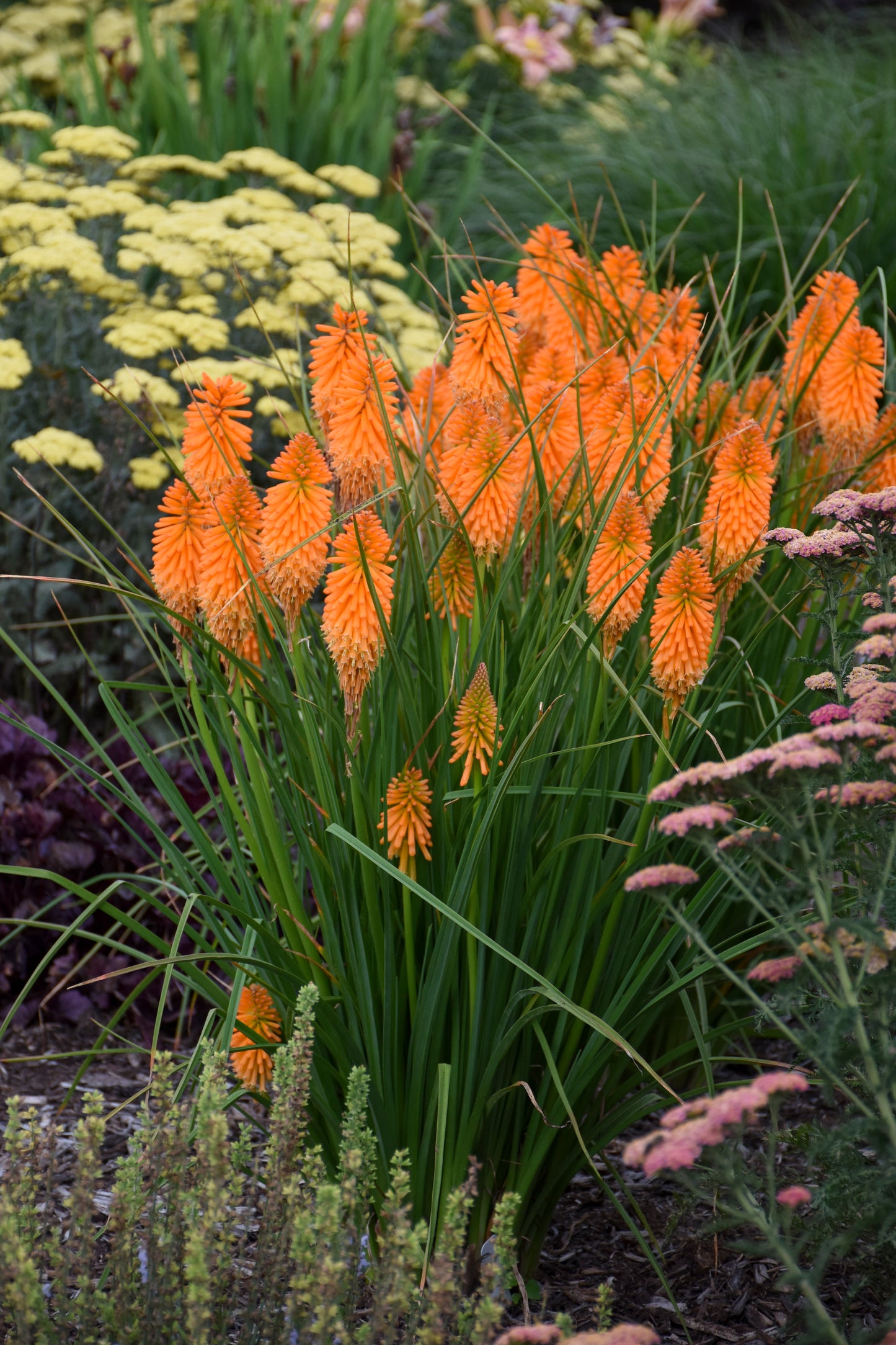 Kniphofia 'Orange Blaze'