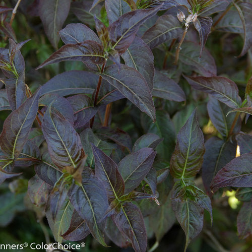 Diervilla 'Kodiak Black'