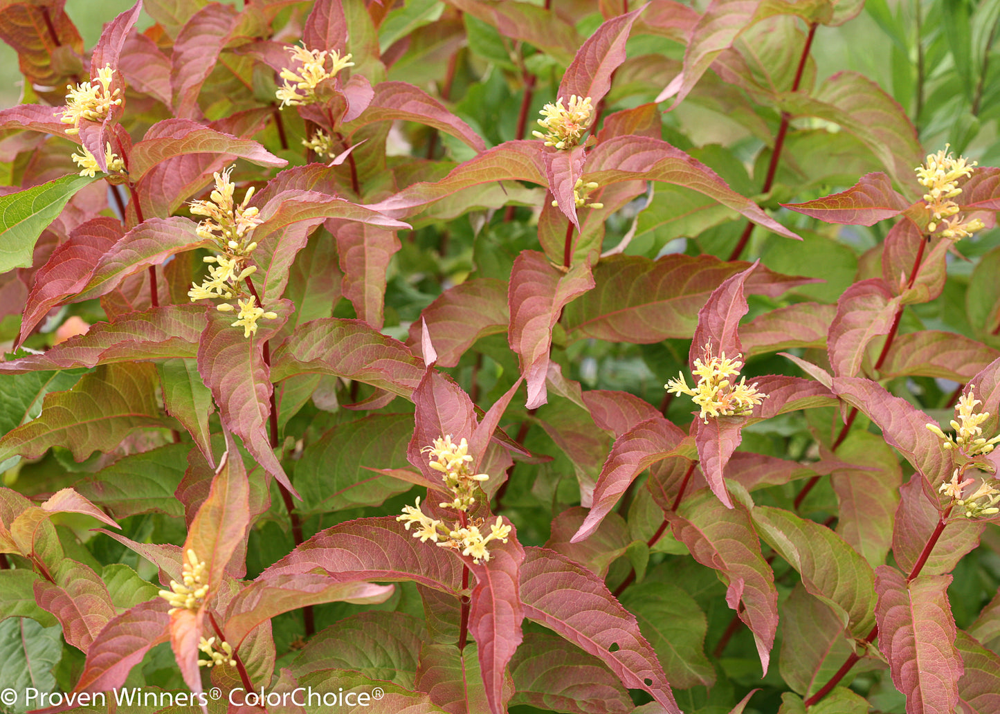 Honeysuckle, Bush 'Kodiak Orange' (Diervilla)