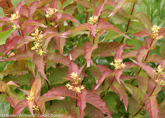 Honeysuckle, Bush 'Kodiak Orange' (Diervilla)