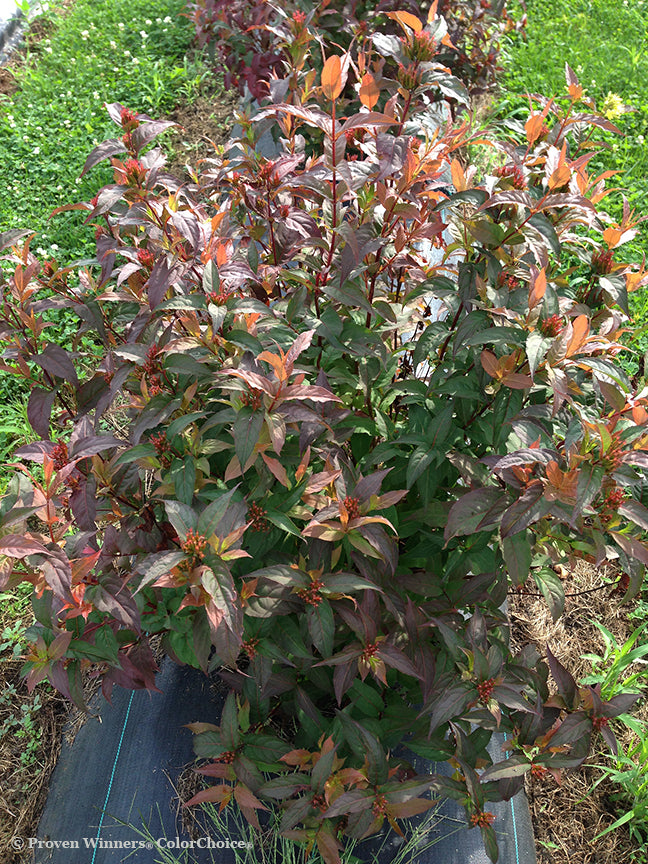 Honeysuckle, Bush 'Kodiak Red' (Diervilla)