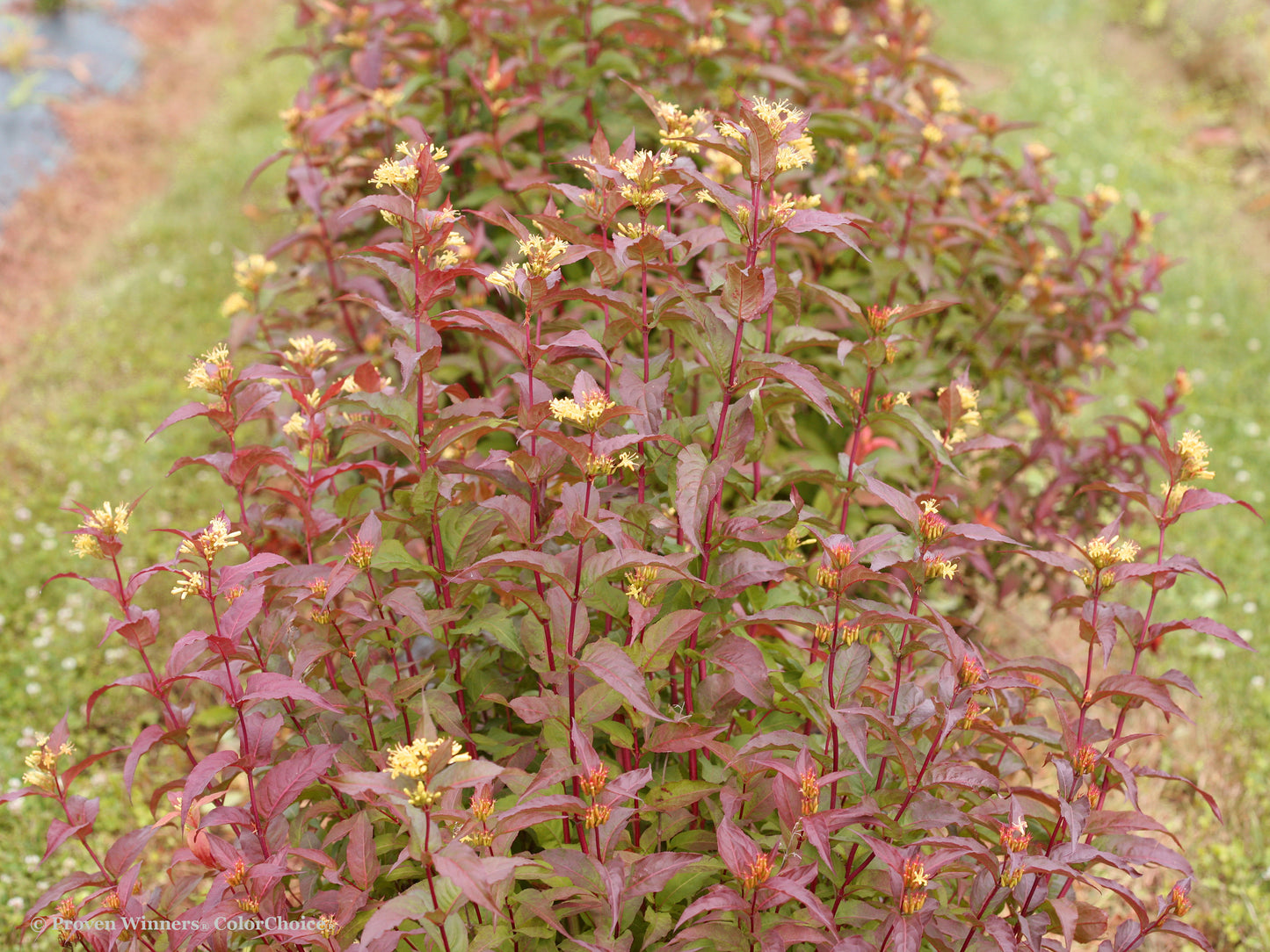 Honeysuckle, Bush 'Kodiak Red' (Diervilla)