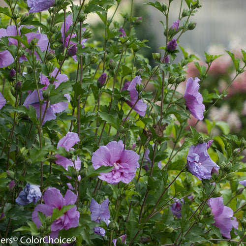 Hibiscus syriacus 'Lavender Chiffon'