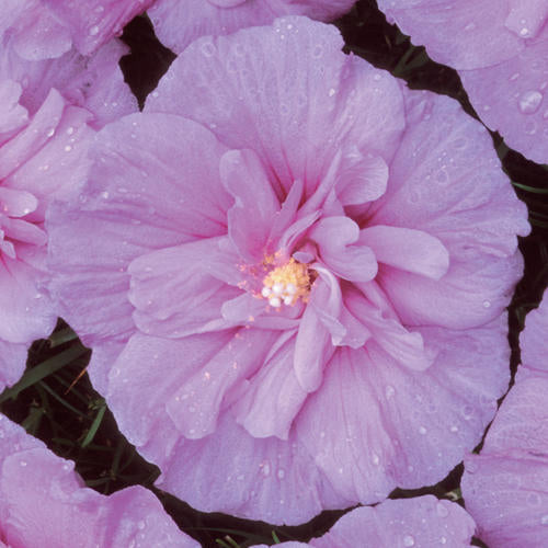 Hibiscus syriacus 'Lavender Chiffon'