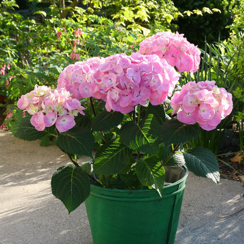 Hydrangea macrophylla 'Lets Dance Big Easy'