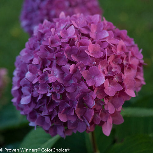 Hydrangea macrophylla 'Lets Dance Rave'