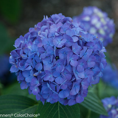 Hydrangea macrophylla 'Lets Dance Rave'