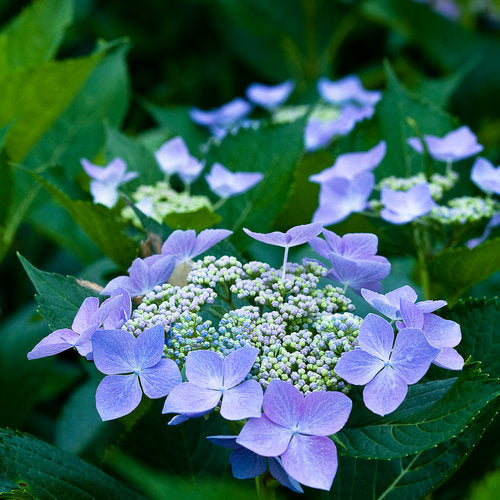 Hydrangea macrophylla 'Lets Dance Starlight'