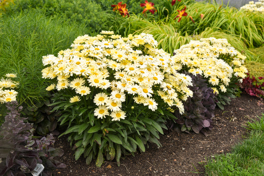 Leucanthemum 'Banana Cream'