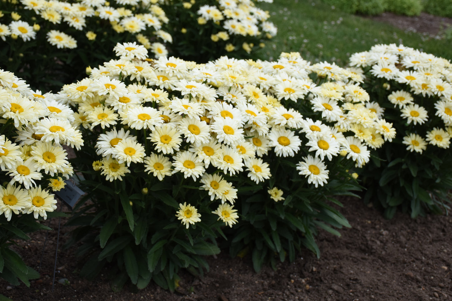 Leucanthemum 'Banana Cream'