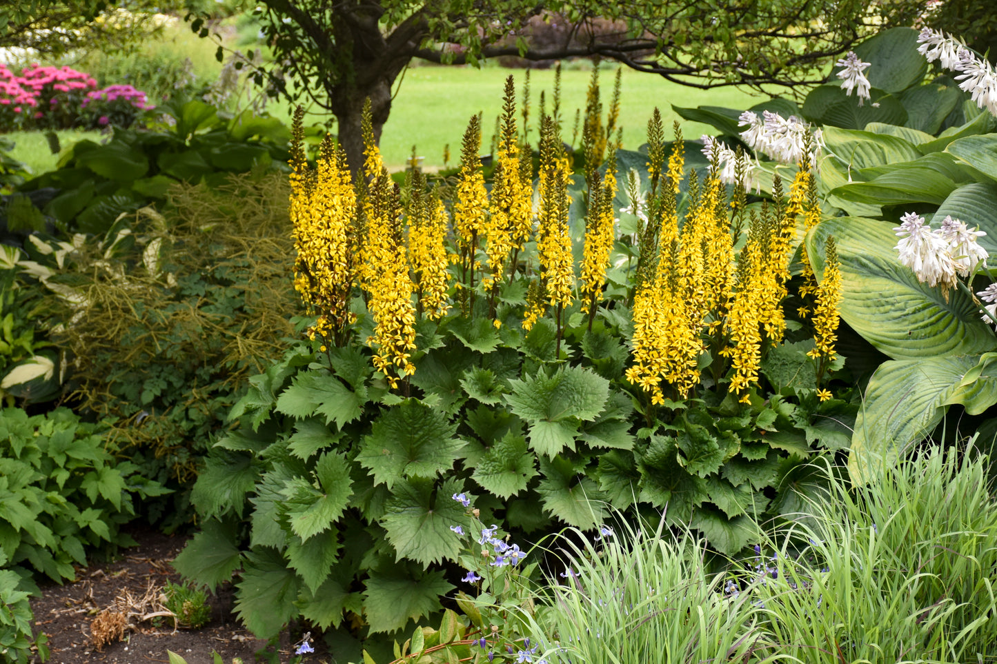 Ligularia 'Bottle Rocket'