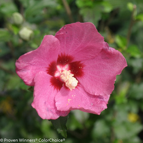 Hibiscus syriacus 'Lil' Kim Red'