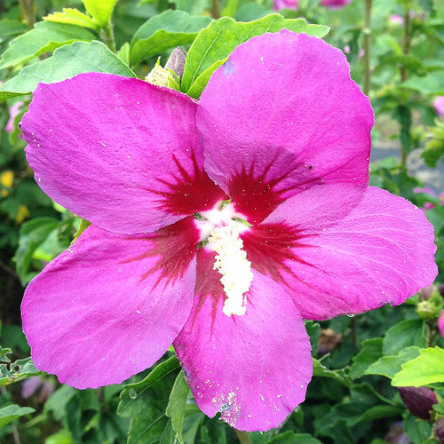 Rose-of-Sharon / Althea 'Lil' Kim Violet' (Hibiscus)