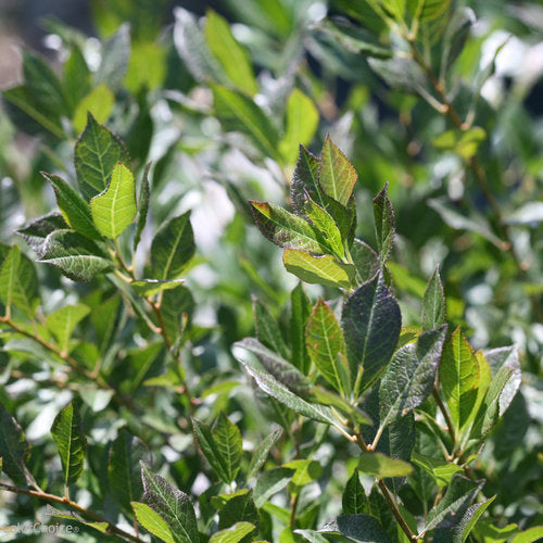 Winterberry, Male 'Little Goblin Guy' (Ilex)