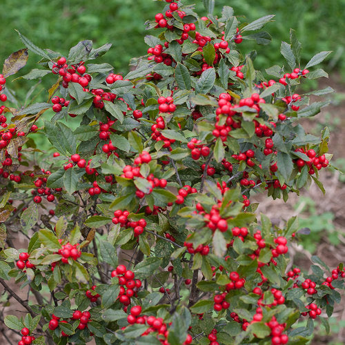 Ilex v. 'Little Goblin Red'