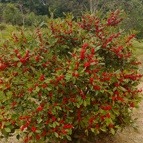 Ilex v. 'Little Goblin Red'