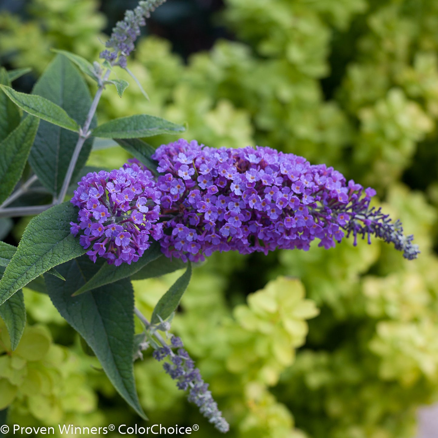 Butterfly Bush, 'Lo&Be Purple Haze' (Buddleia)