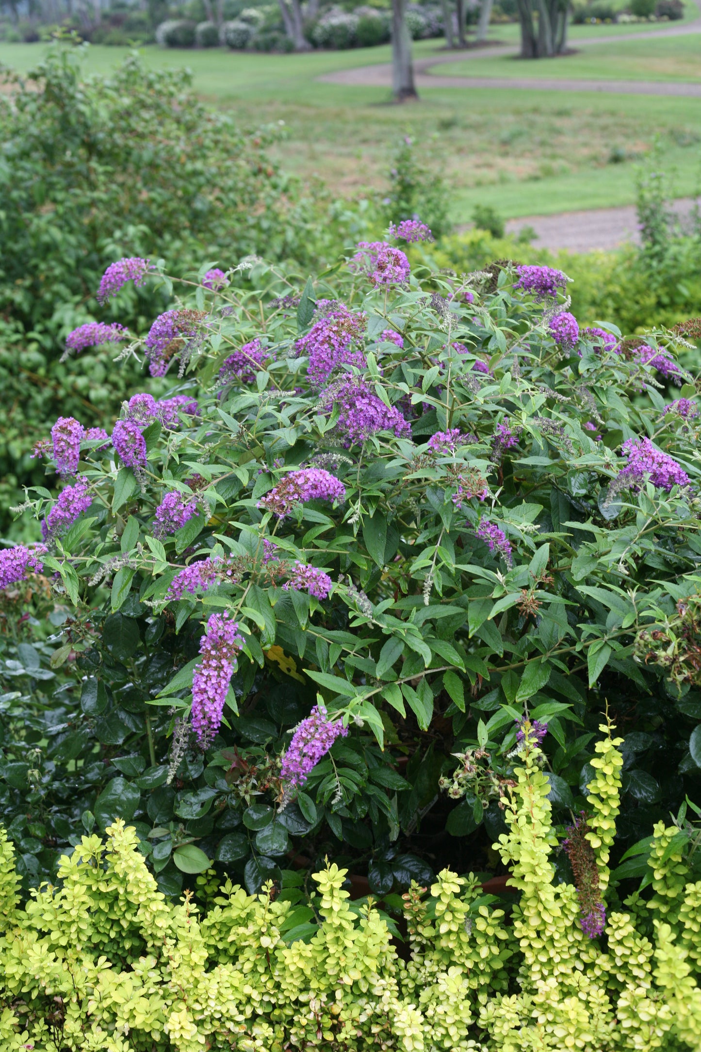 Butterfly Bush, 'Lo&Be Purple Haze' (Buddleia)