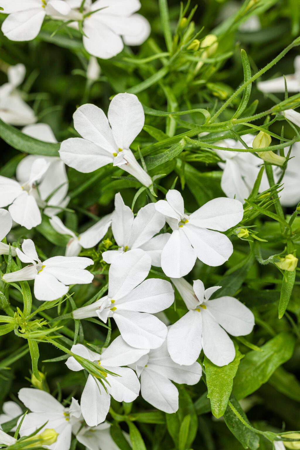 Lobelia, Edging / Trailing Summer Laguna Series