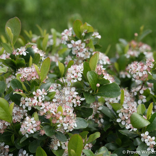 Chokecherry, Black Dwarf 'Low Scape Mound' (Aronia)