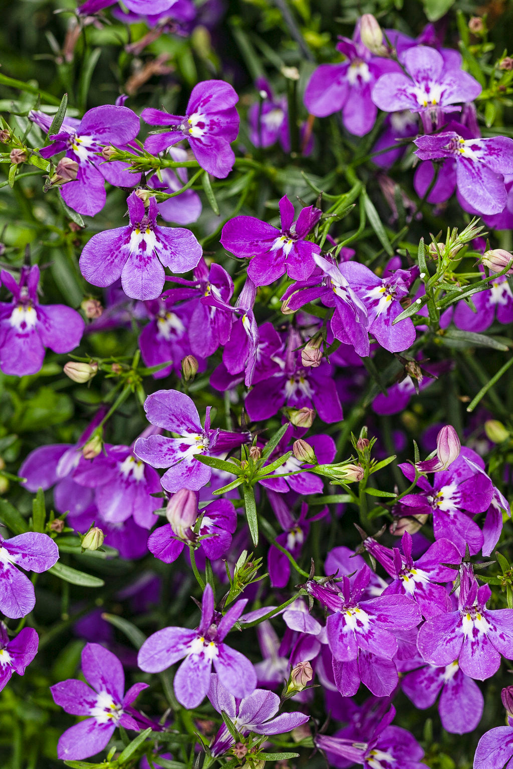 Lobelia, Edging / Trailing Summer Laguna Series
