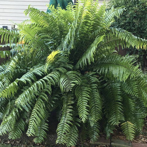 Nephrolepis biserrata 'Macho'