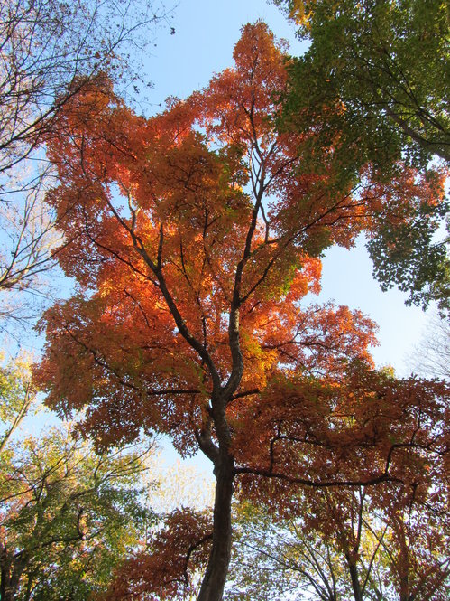 Maple, Three-Flowered (Acer)