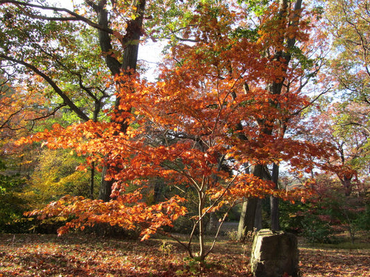 Maple, Full Moon 'Moonrise Sun' (Acer)