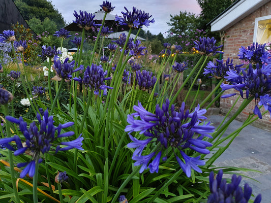 Agapanthus 'Midnight Blue'