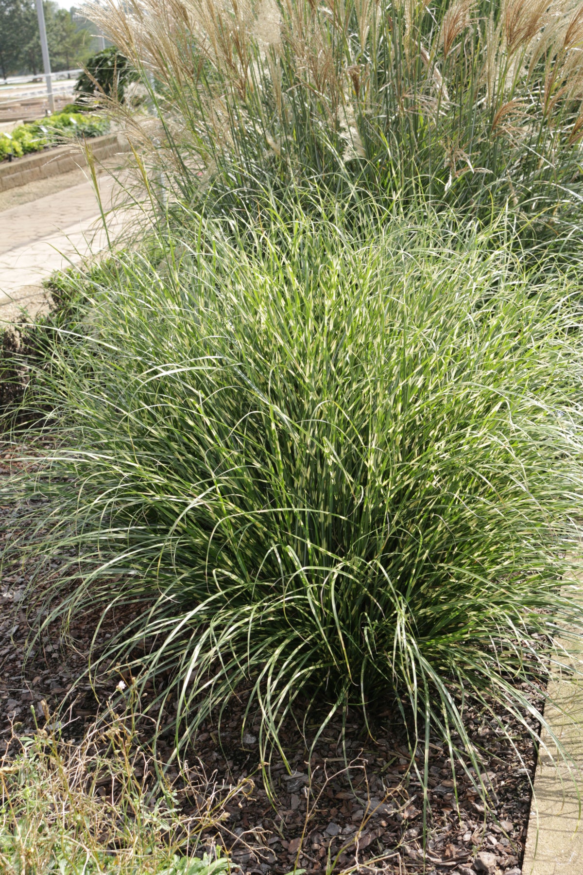 Miscanthus sinensis 'Bandwidth'