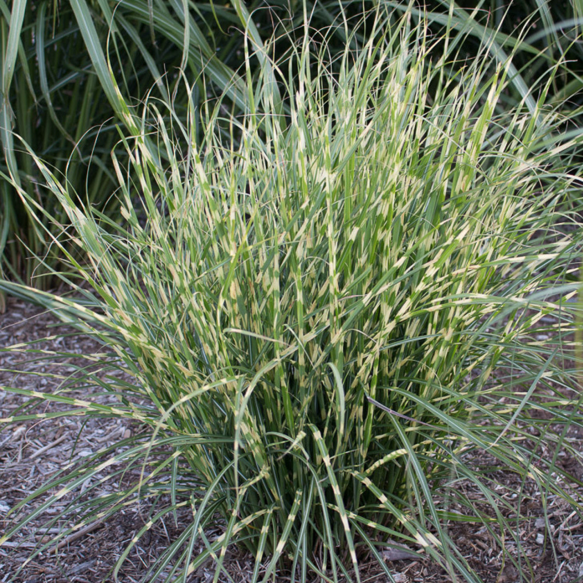 Grass, Maiden / Eulalia, Banded 'Bandwidth' (Miscanthus)