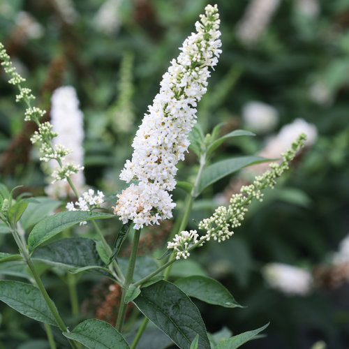 Buddleia 'Miss Pearl'