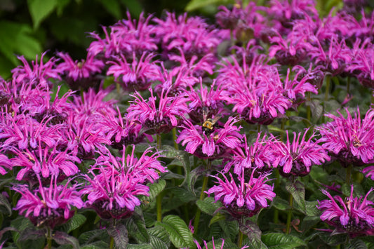 Beebalm 'Leading Lady Plum' (Monarda)