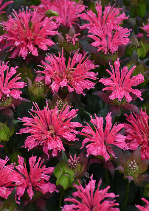Beebalm 'Pardon My Rose' (Monarda)