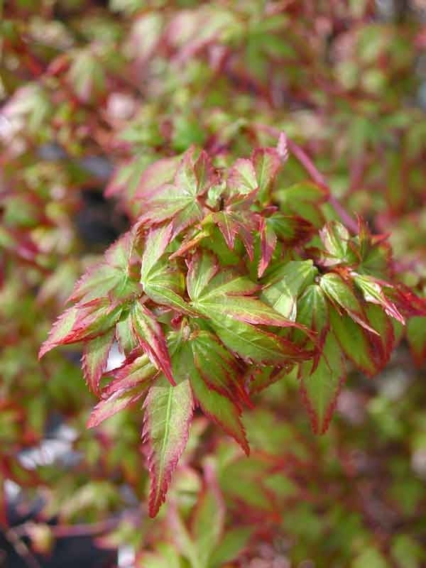 Acer palmatum 'Murasaki Kiyohime'