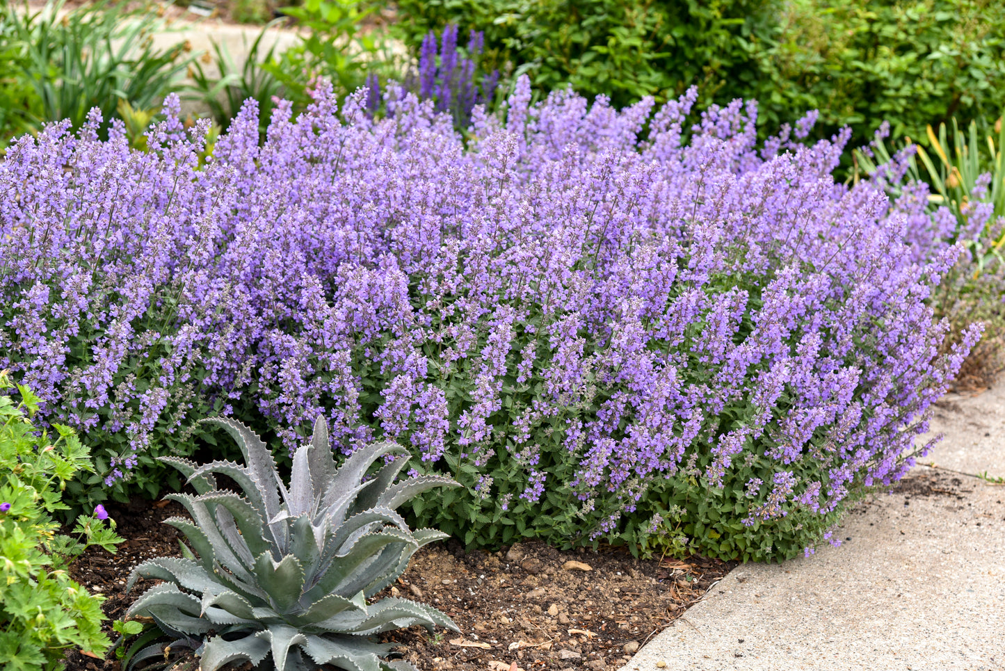 Nepeta x faassenii 'Cat's Meow'