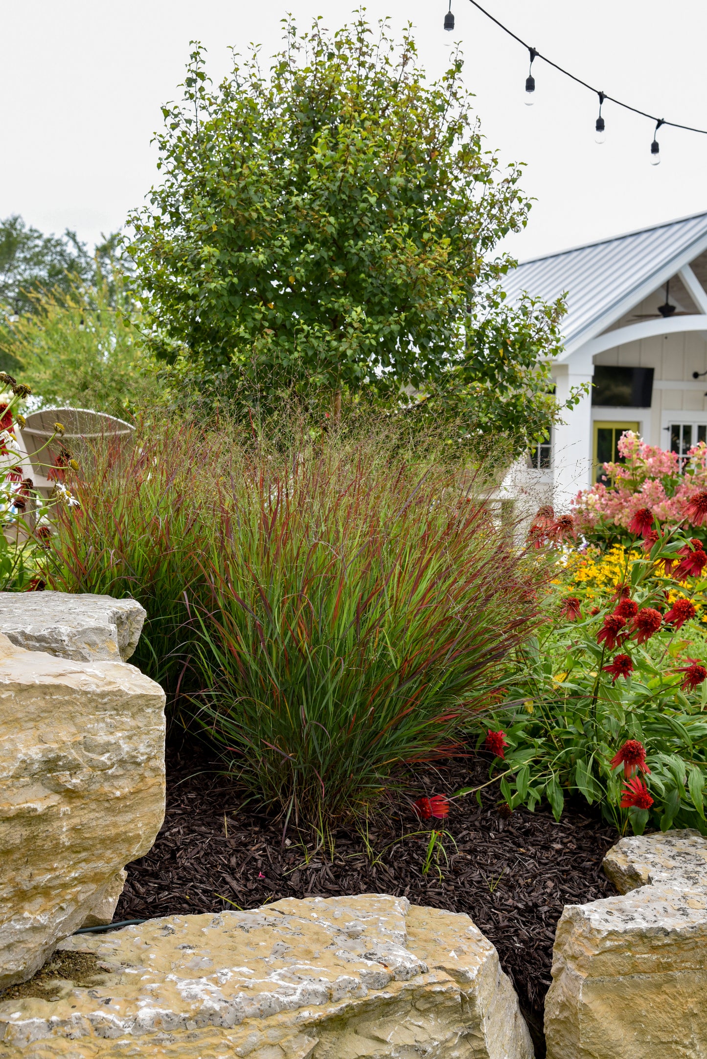 Panicum virgatum 'Cheyenne Sky'