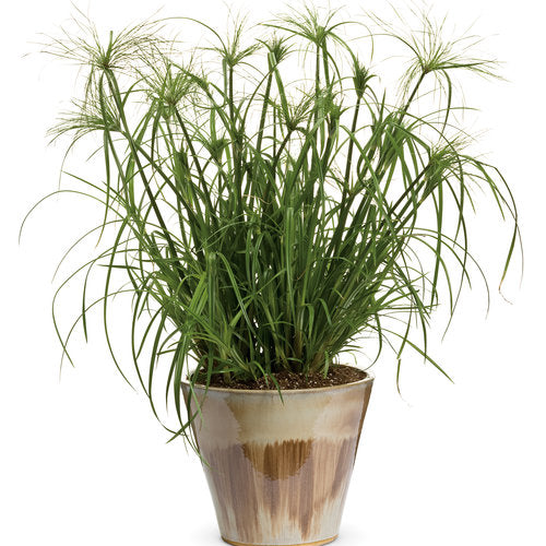 Papyrus Varieties (Cyperus)