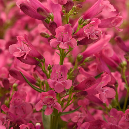 Beardtongue 'Rock Candy Pink Improved' (Penstemon)