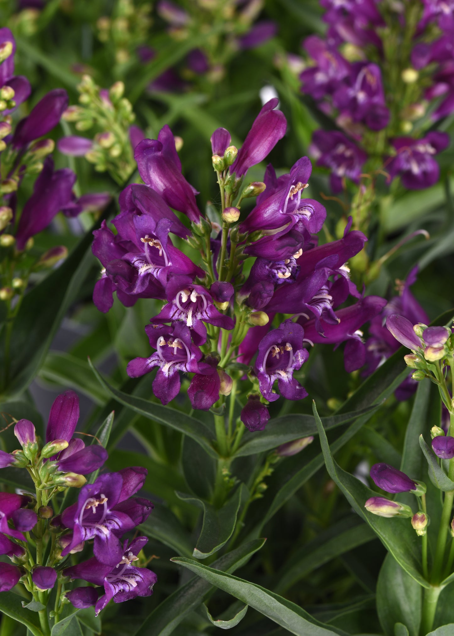 Beardtongue 'Rock Candy Purple' (Penstemon)
