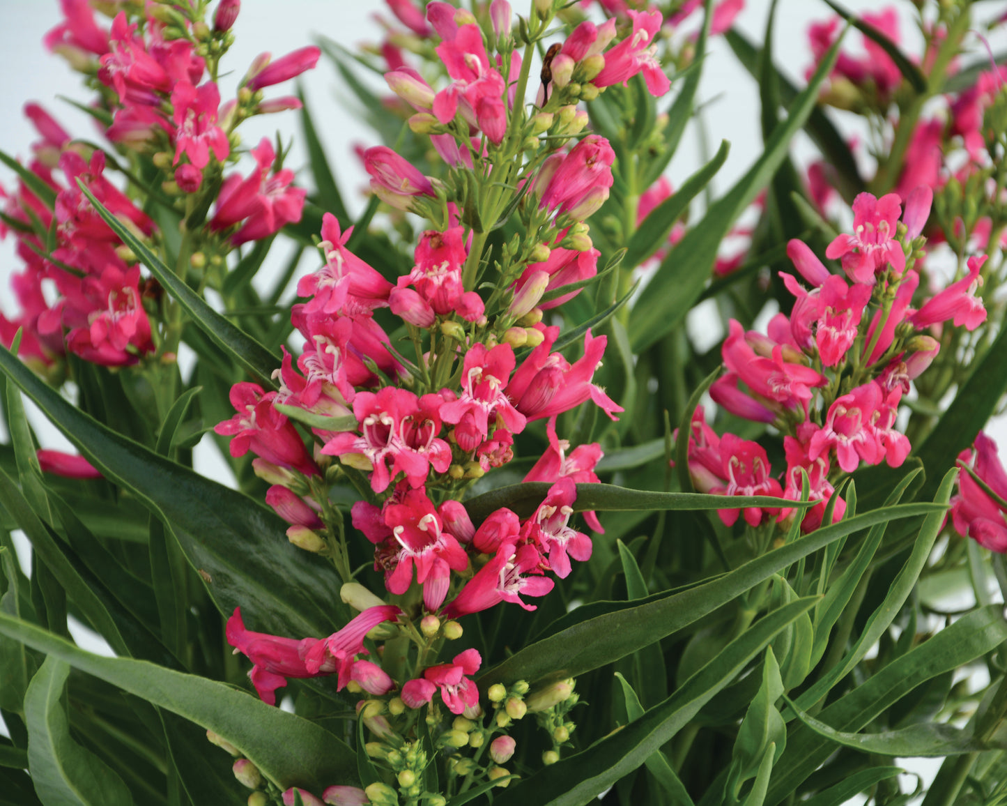 Beardtongue 'Rock Candy Pink Improved' (Penstemon)