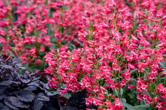 Beardtongue Bejeweled 'Rose Rhinestone' (Penstemon)