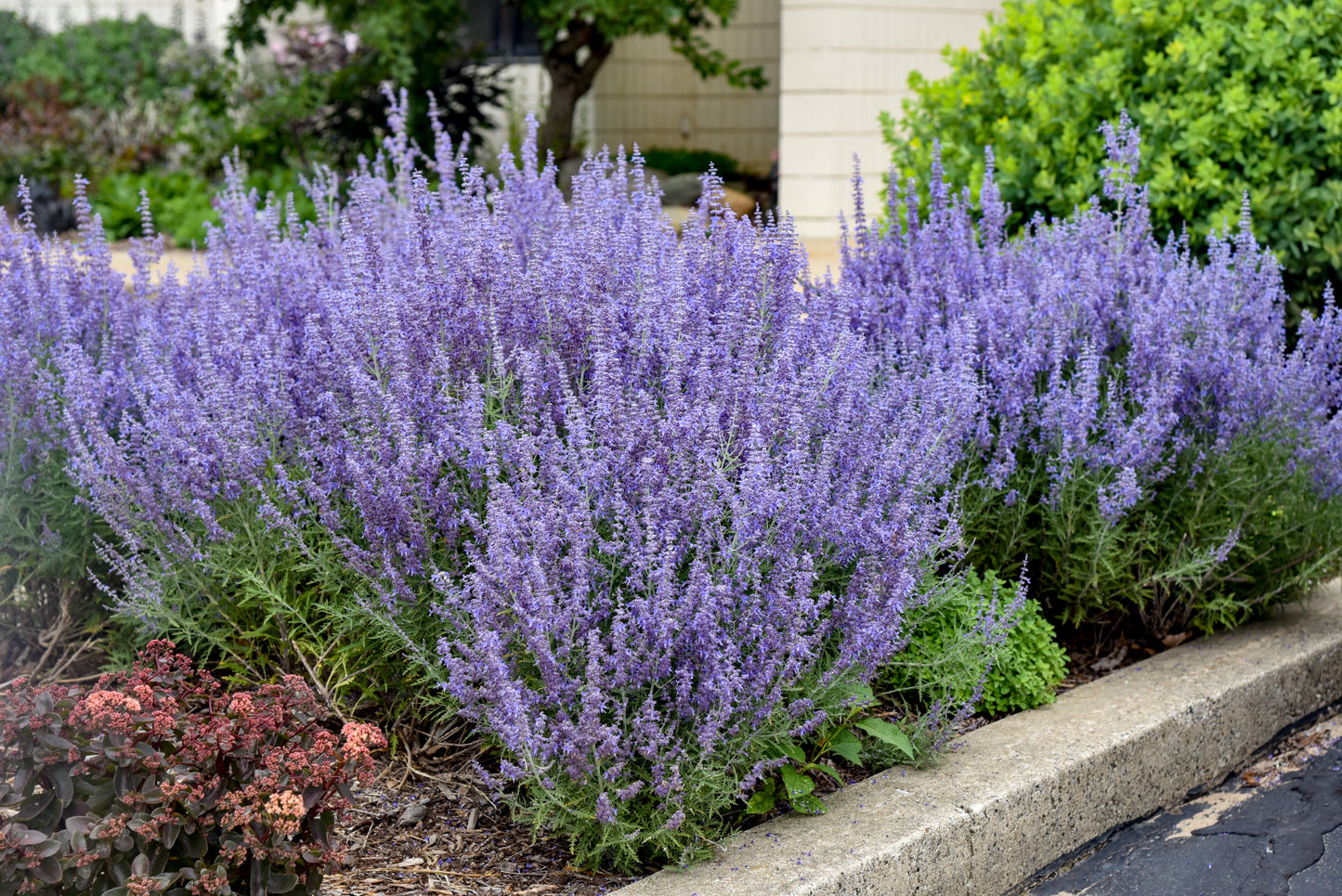 Perovskia atriplicifolia 'Denim 'n Lace'