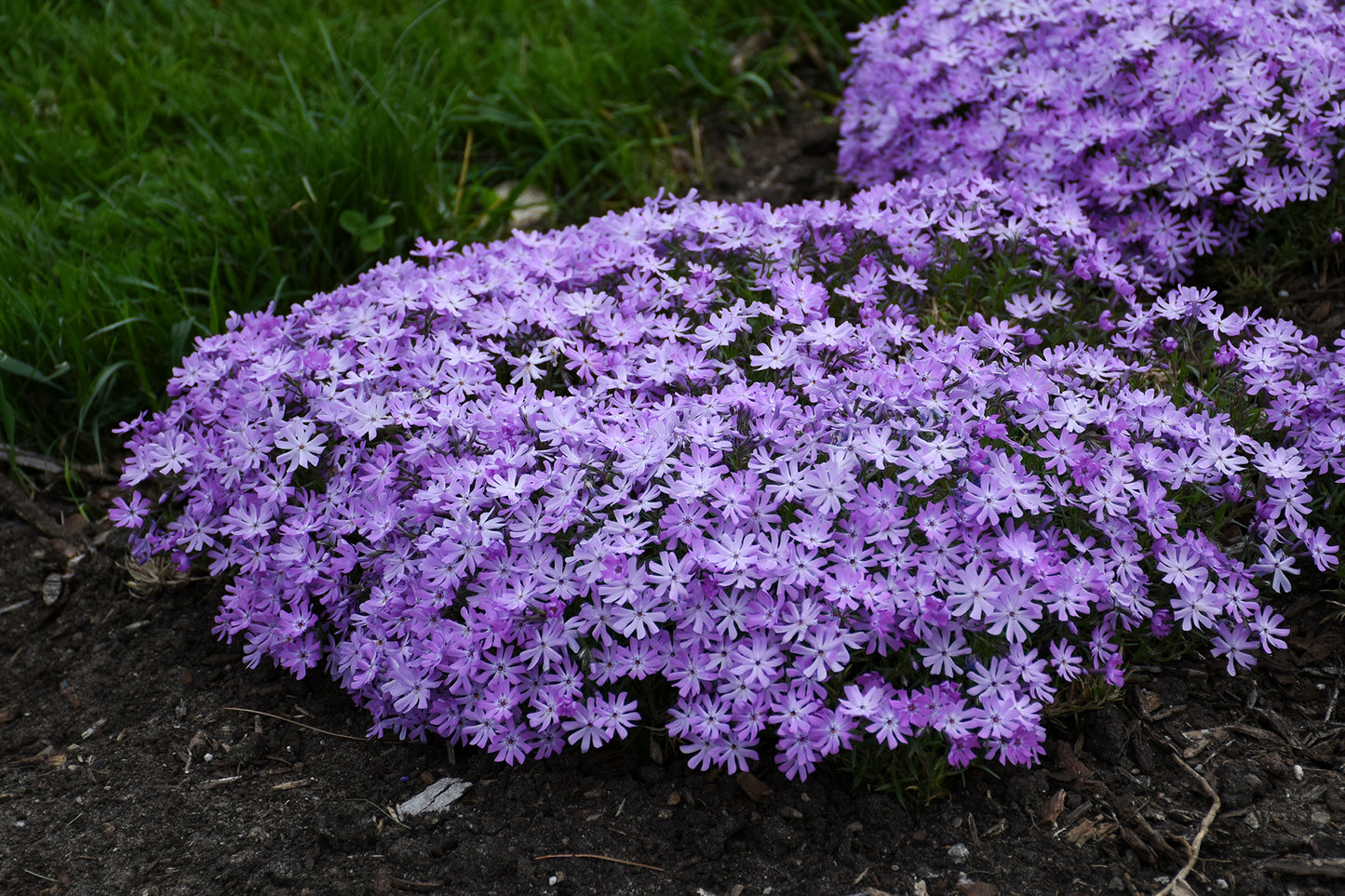 Phlox, Creeping 'Bedazzled Lavender' (Phlox)