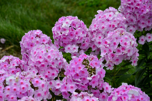 Phlox paniculata 'Luminary Opalecence'